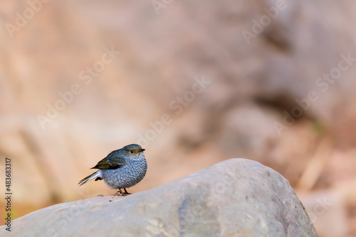 right profile of a plumbeous water redstart photo