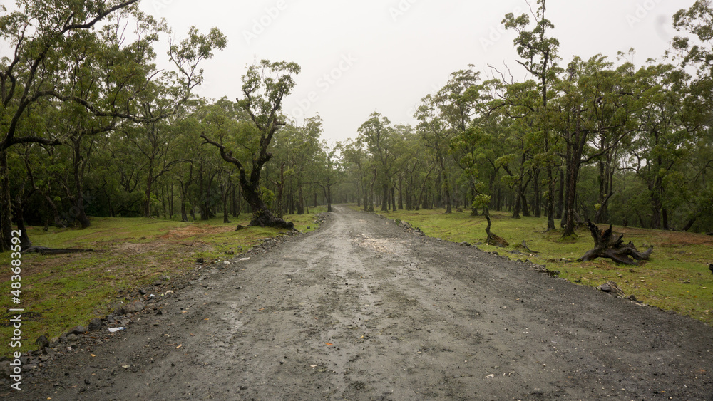An empty road leading to and from the Fatumnasi conservation forest one afternoon, January 21, 2022 An empty road leading to and from the Fatumnasi conservation forest one afternoon, January 21, 2022