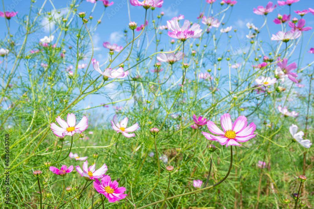Obraz premium 秋桜／埼玉県鴻巣市 