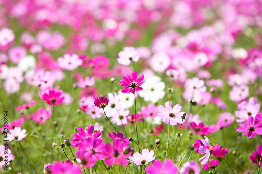 Cosmos -1 Cosmos -1