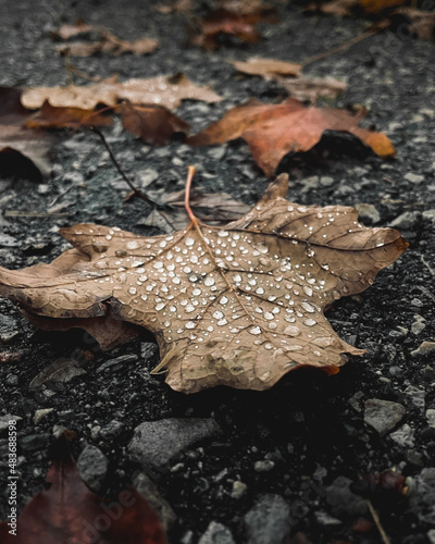 fall season leaf on the ground.