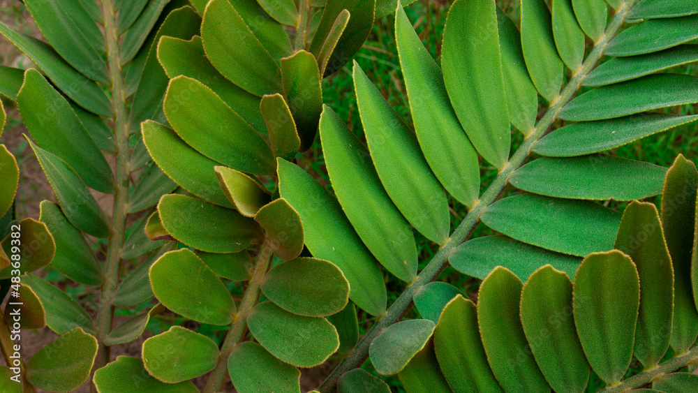 Obraz premium closeup nature view of tropical leaves background, dark nature concept