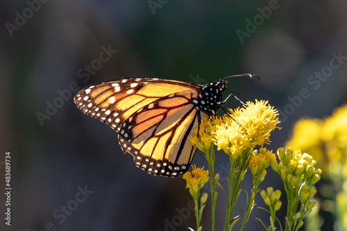 Monarch Butterfly in Pismo Beach Monarch Butterfly Grove on the Central Coast of California USA © htrnr