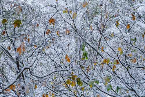 枯葉の雪景色