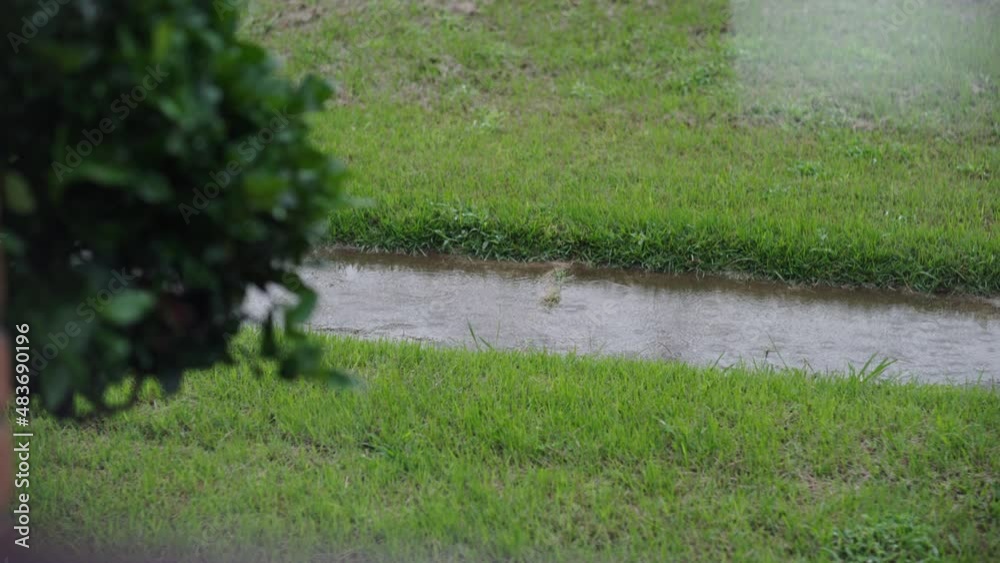 Rainy spring day beautiful green grass with bushes, as the rain creates ripples in the puddle. Beautiful lawn enjoying hydration from the rain. Rainy spring day beautiful green grass with bushes, as the rain creates ripples in the puddle. Beautiful lawn enjoying hydration from the rain.