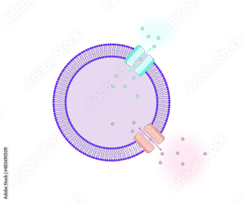 Blank diagram with cell that has a bilipid membrane and generic membrane transporters