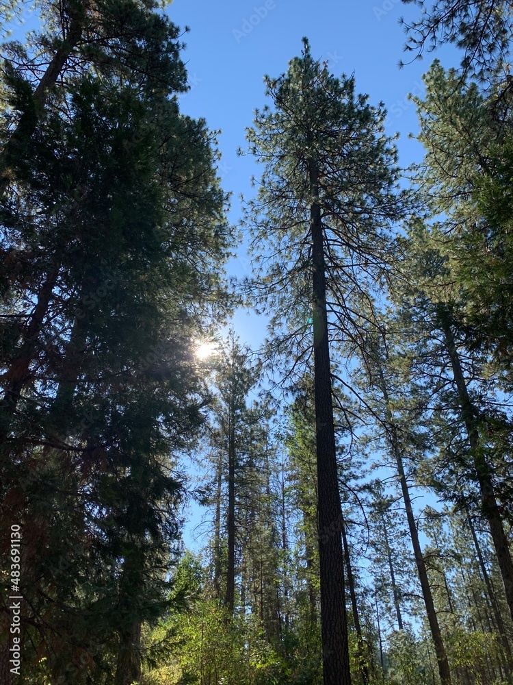 Fototapeta premium Redwoods in the sun under a blue sky