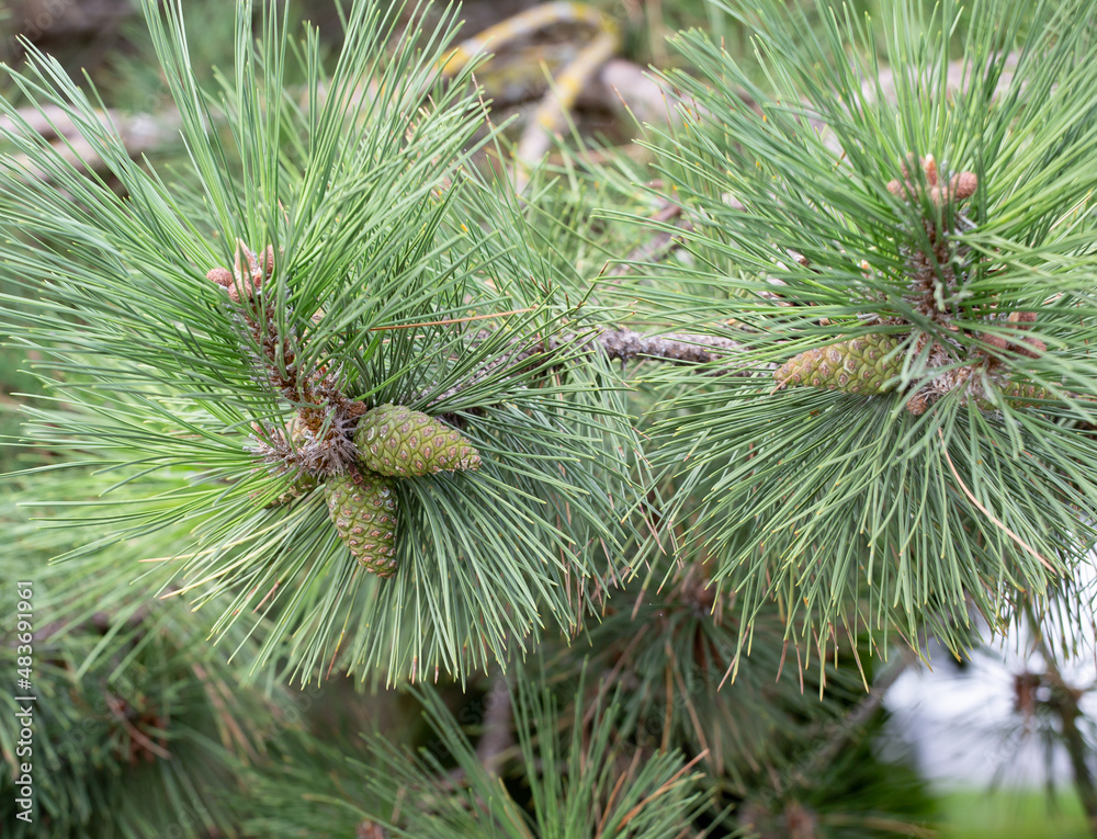 Beautiful green cones on a coniferous tree in the old park of Anapa in summer Beautiful green cones on a coniferous tree in the old park of Anapa in summer