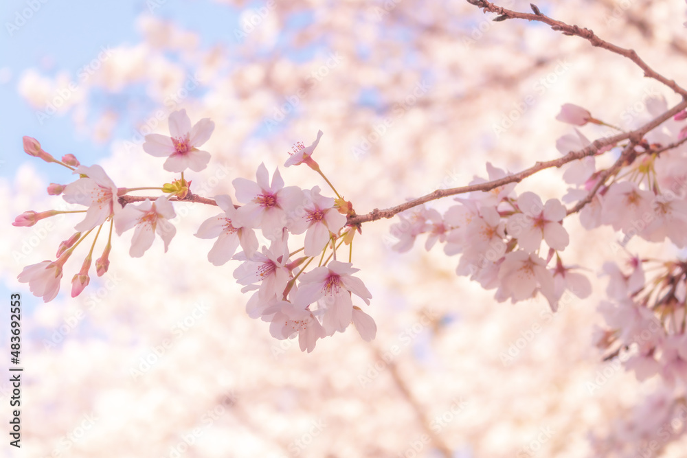 大宮公園の満開の桜 大宮公園の満開の桜
