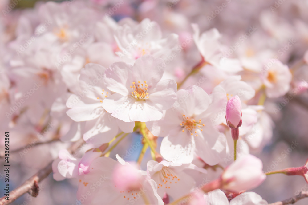 大宮公園の満開の桜