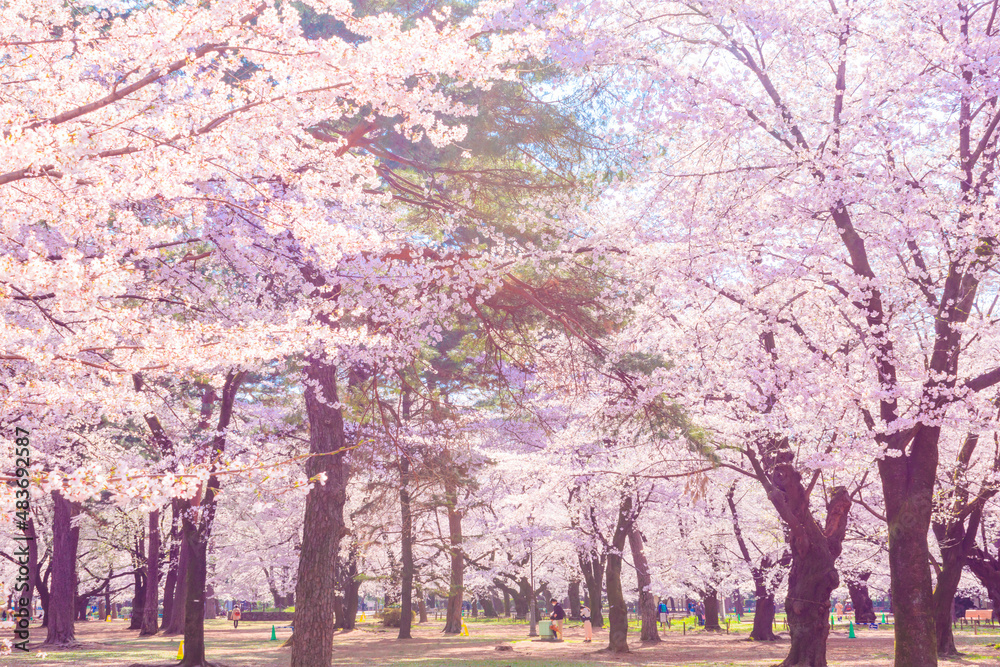 満開の桜と大宮公園の広場