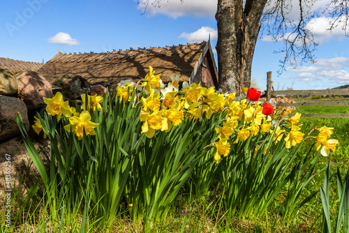 Fototapeta Naklejka Na Ścianę i Meble -  Flowering Daffodil flowers in a garden at springtime