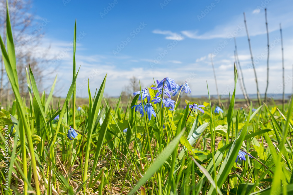 Obraz premium Scilla flowers at spring