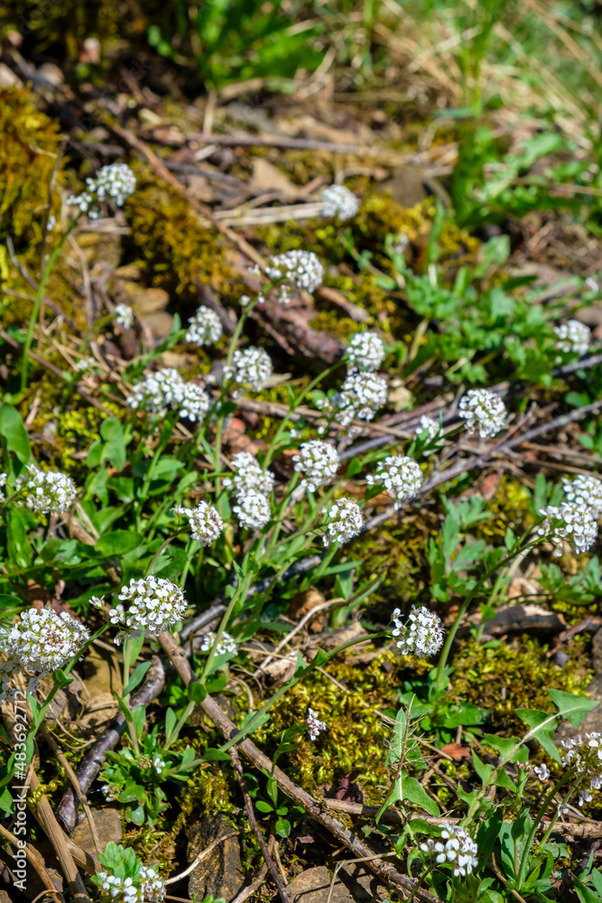 Alpine penny-cress flower at spring Alpine penny-cress flower at spring