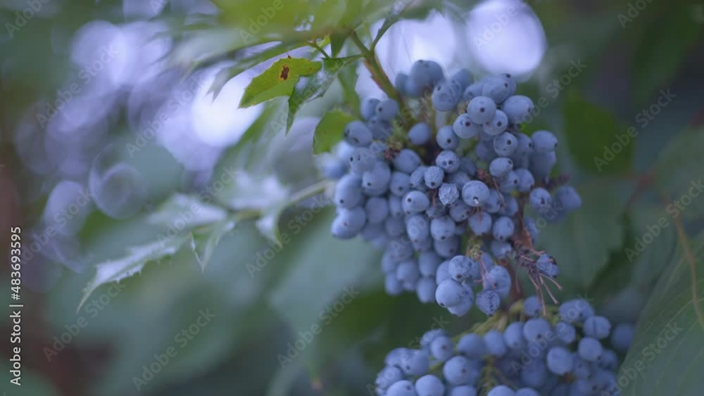 Wild blue berries growing on tree in the park. Slow motion, shallow depth of field. Wild blue berries growing on tree in the park. Slow motion, shallow depth of field.