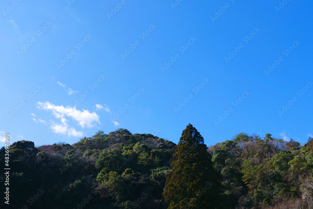 真ん中に大きな木が一本／青空と森林