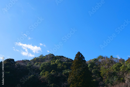 真ん中に大きな木が一本／青空と森林