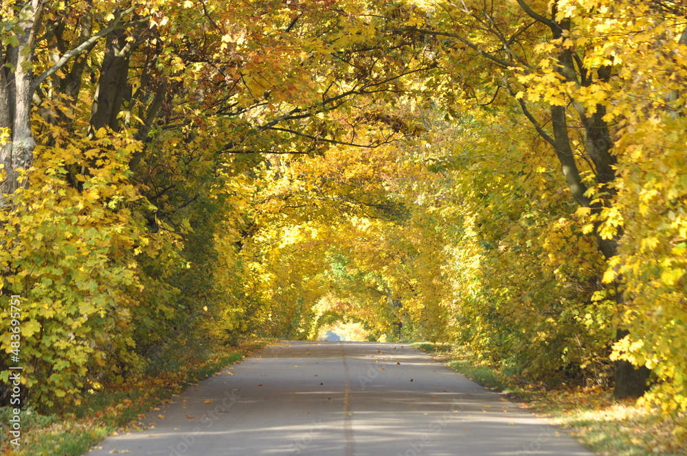 The road is overgrown with trees in the fall. Fall and falling yellow and orange leaves.