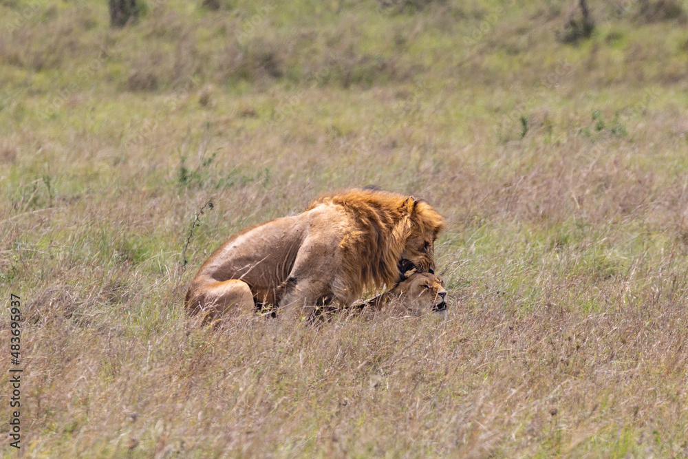 Fototapeta premium Lion couple make love
