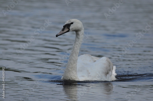 Fototapeta Naklejka Na Ścianę i Meble -  Mute swan swimming on the lake, river. A snow-white bird with a long neck, forming a loving couple and caring family.