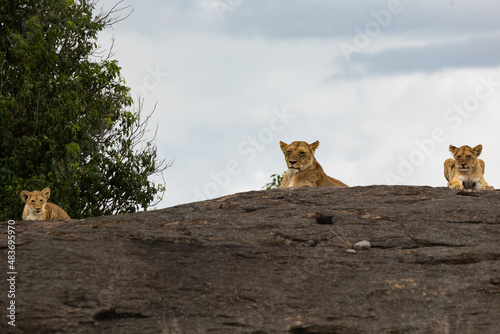 Lion cubs