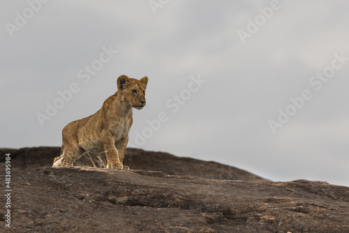 Lion cubs