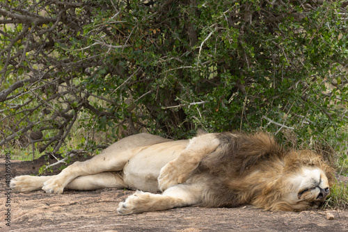 African lion