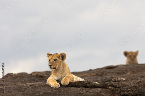 Lion cubs