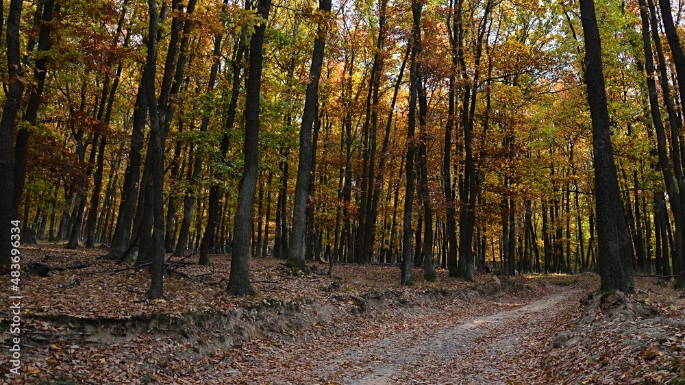 Obraz premium Pathway through autumn oak tree forest, colorful green to yellow and red leaves on trees, ground almost covered with fallen leaves. Afternoon sun is shinign above crowns.