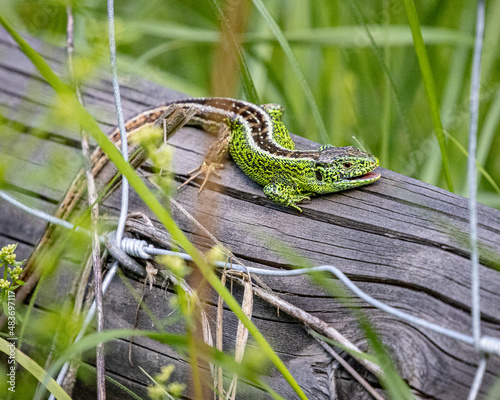 männliche Zauneidechse auf einem Holzzaun