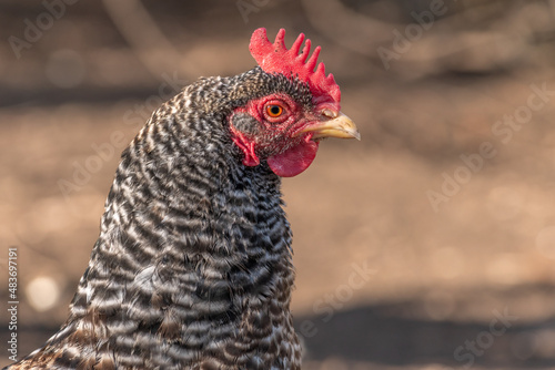 Portrait of a grey hen in a chicken coop. France.