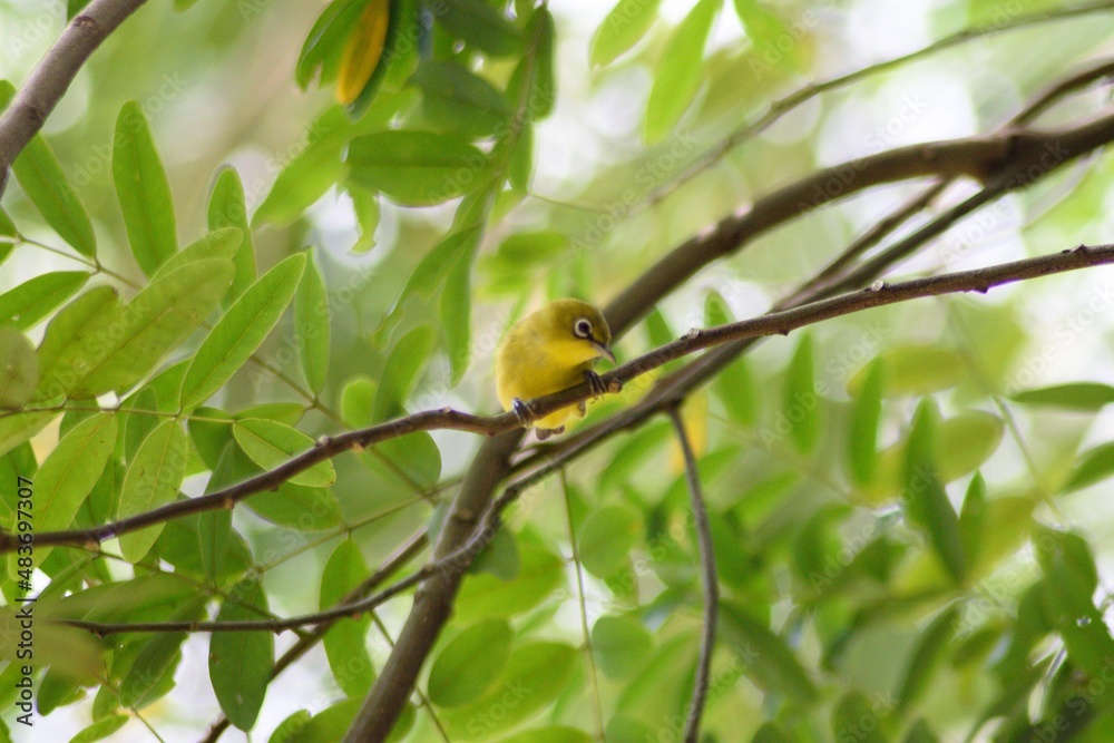 bird bird