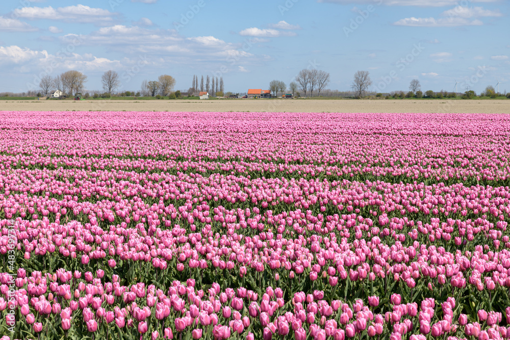 A flower field  with pink tulips in full bloom in spring at Goeree-Overflakkee in Holland.