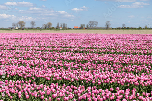 A flower field  with pink tulips in full bloom in spring at Goeree-Overflakkee in Holland.