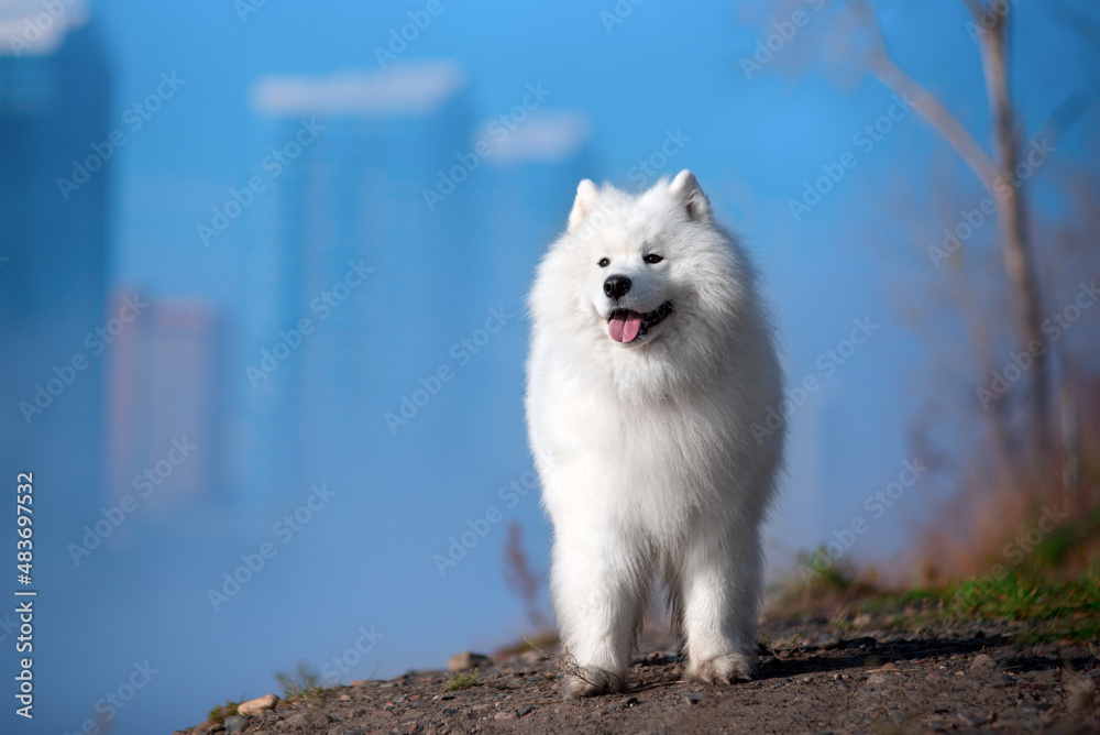 a beautiful white Samoyed dog in the autumn forest a beautiful white Samoyed dog in the autumn forest