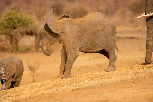 A horizontal photograph of a young elephant taking a dust bath and shaking its head in the late afternoon, Madikwe Game reserve, South Africa photo