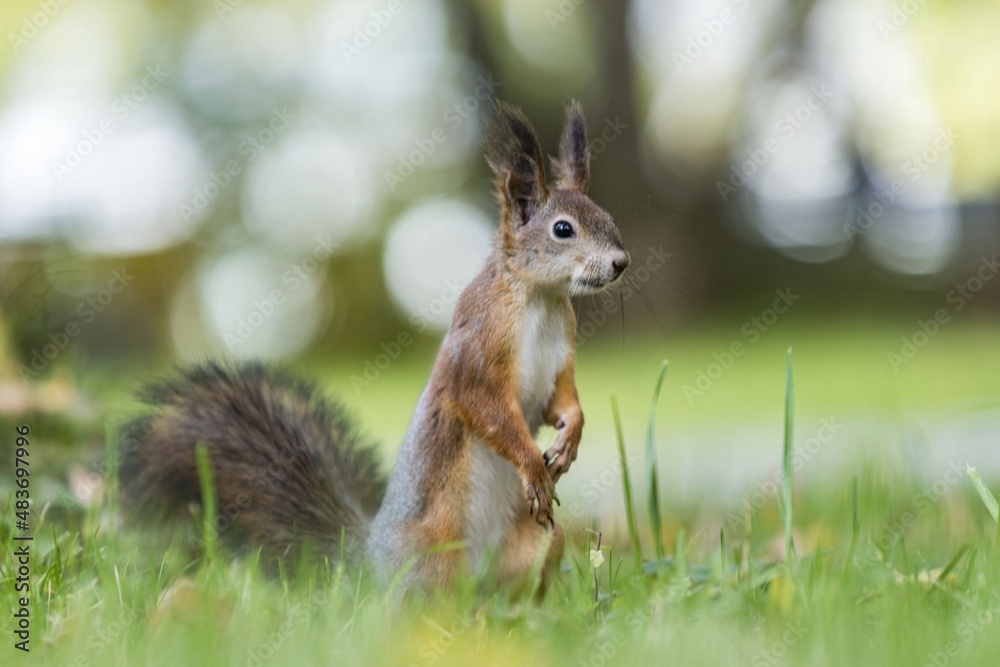 Obraz premium squirrel on the grass