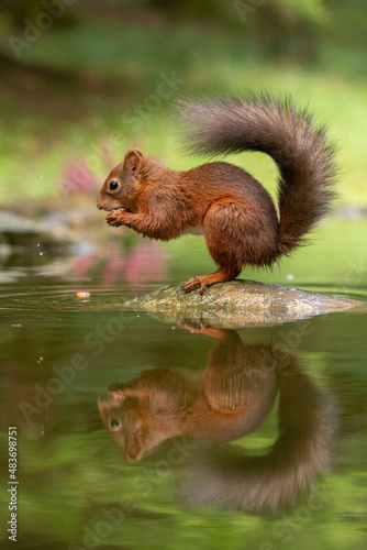 Red Squirrel (sciurus vulgaris) with bushy tail near Hawes in the Yorkshire Dales, England. Wild cute fluffy animal but an endangered species. 