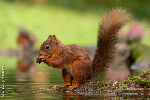 Red Squirrel (sciurus vulgaris) with bushy tail near Hawes in the Yorkshire Dales, England. Wild cute fluffy animal but an endangered species. 