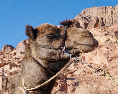 Close-up portrait of a camel with the mountain in the background in mount Sinai, Egypt