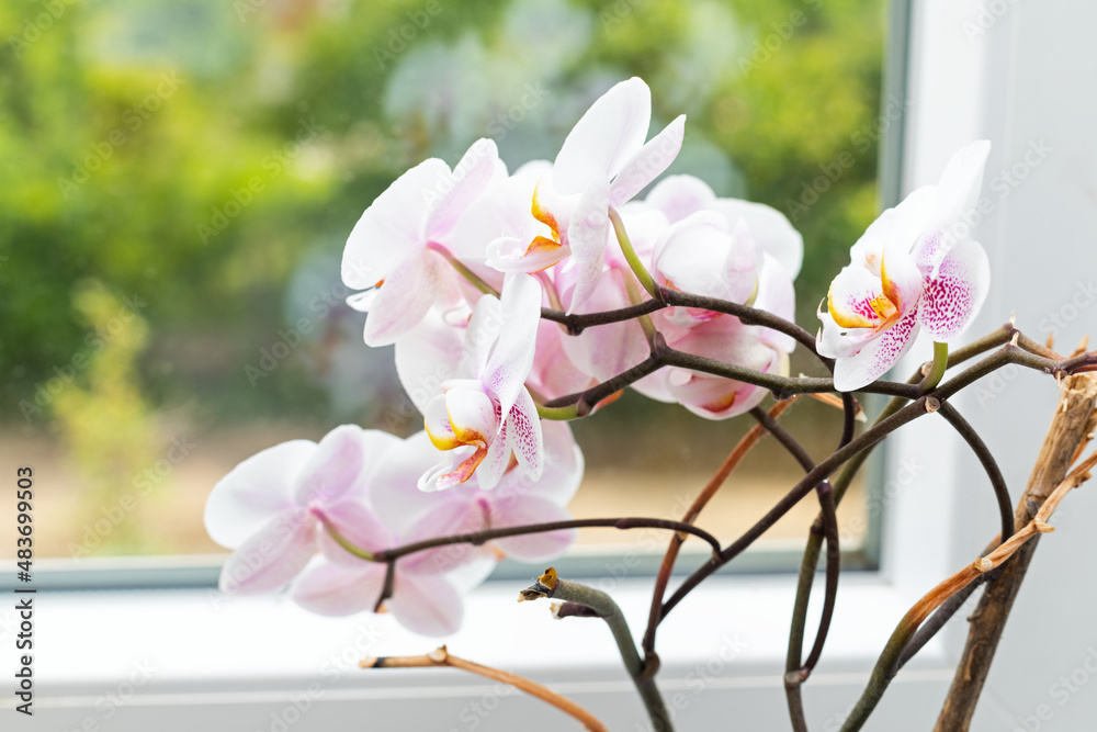 Phalaenopsis orchid - obrazy, fototapety, plakaty 