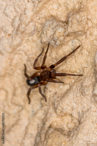 Macro image of a jumping spider, called Plexippus paykulli, on a white wall, Ruse, Bulgaria.