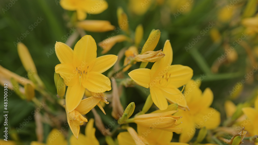 yellow Daylily Hemerocallis flower closeup yellow Daylily Hemerocallis flower closeup