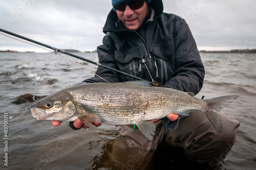White fish on fly rod in January