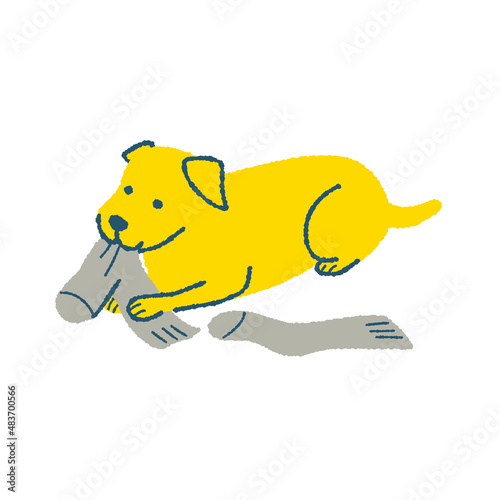 靴下を噛む犬