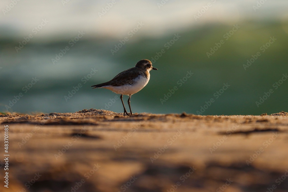 Lesser sand plover on the beach. The lesser sand plover is a small wader in the plover family of birds. Charadrius mongolus. Lesser sand plover on the beach. The lesser sand plover is a small wader in the plover family of birds. Charadrius mongolus.