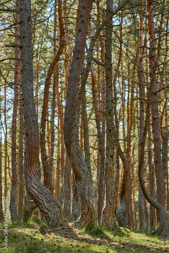 Dancing forest on the Curonian Spit of the Kaliningrad region.