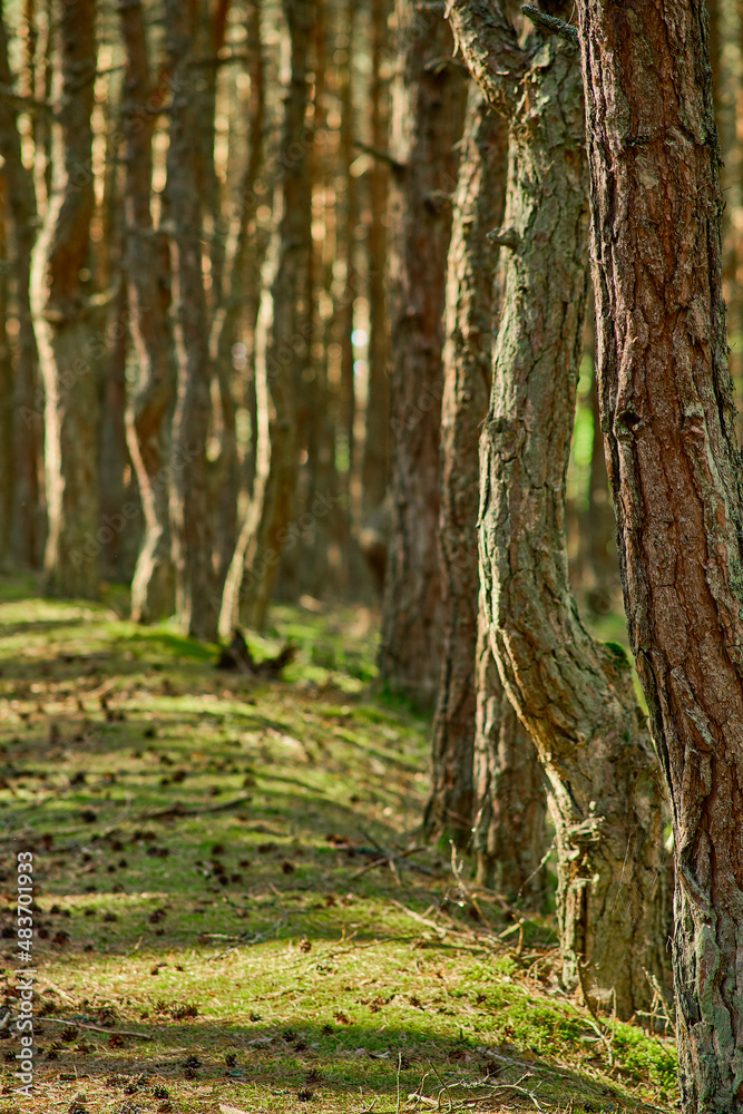 Dancing forest on the Curonian Spit of the Kaliningrad region. Dancing forest on the Curonian Spit of the Kaliningrad region.