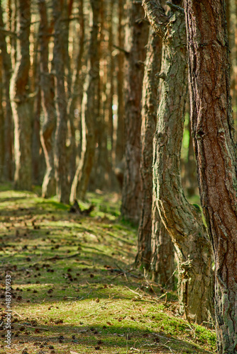 Dancing forest on the Curonian Spit of the Kaliningrad region.