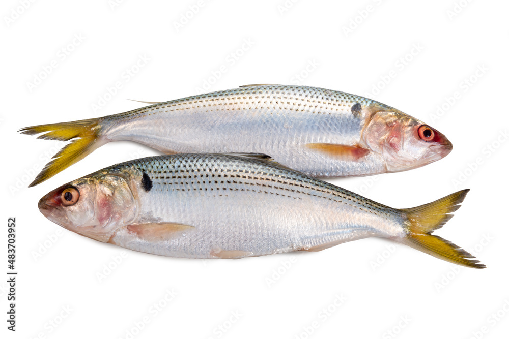 Konoshiro dotted gizzard shad, raw fish isolated on white background Konoshiro dotted gizzard shad, raw fish isolated on white background